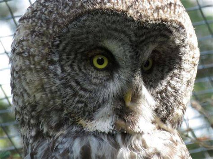 5 Largest Owls in the World