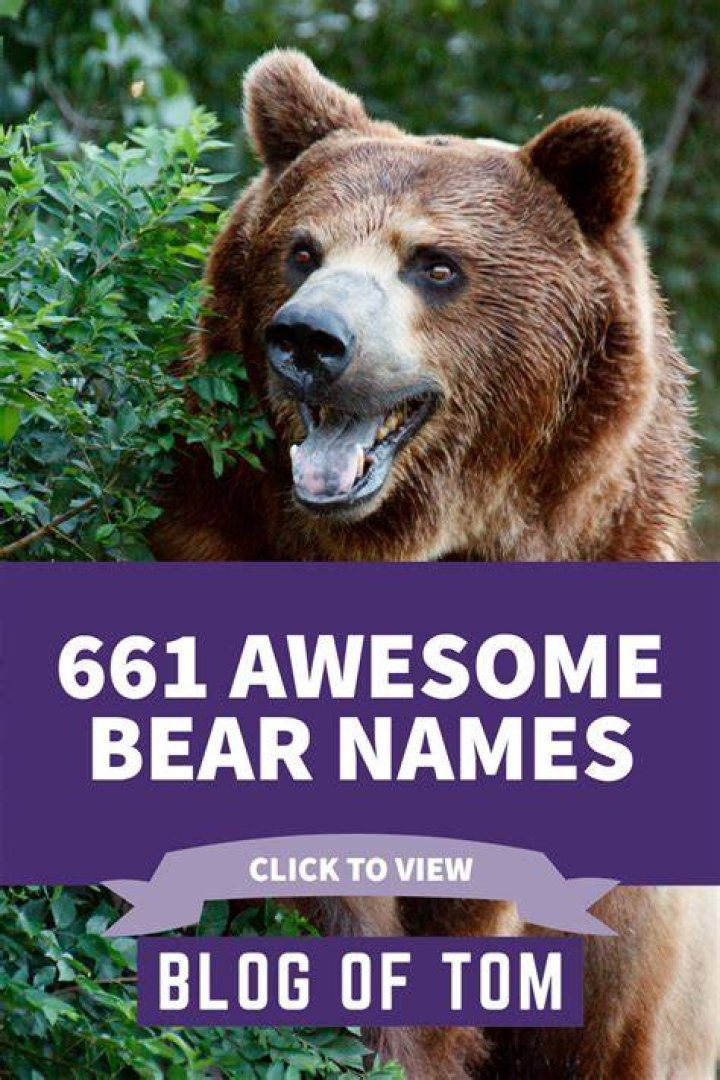 661+ Bear Names (Best, Funny, Cute, & Famous Ideas)