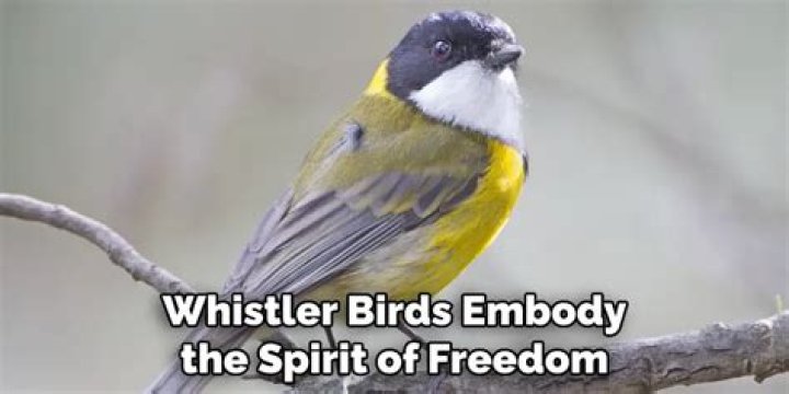 Captivating Birds That Embody The Spirit Of Freedom