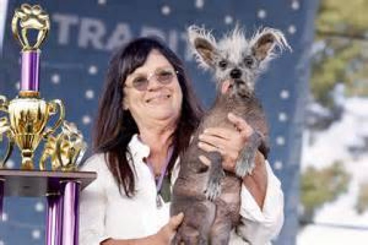 The Weird And Wonderful World Of The Ugliest Dogs On Earth