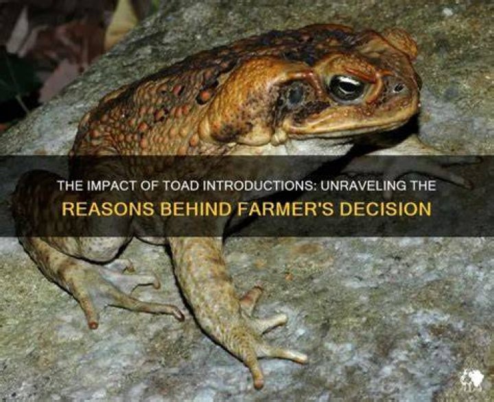 Unraveling The Reasons And Impact