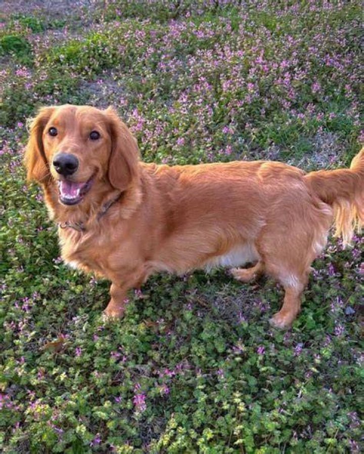 Unveiling The Exceptional Dachshund Mix With Golden Retriever