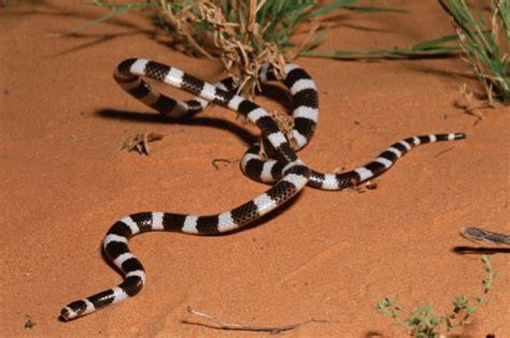 Unveiling The Secrets Of Snakes With Brown And White Stripes