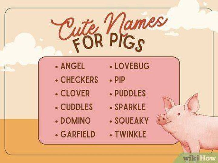 Unveiling The Secrets Of Unique Pig Names: A Journey Of Discovery